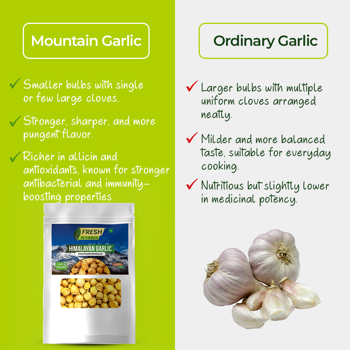 Mountain Garlic