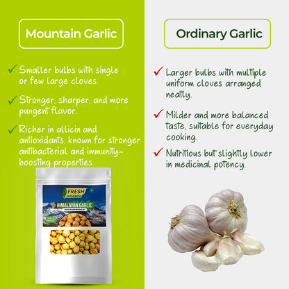 Mountain Garlic